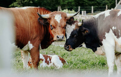 benefits-of-eating-organic-grass-fed-beef