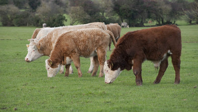 side-of-beef-buyers-guide-half-cow-csa-beef-bundle