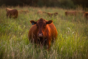 grass-fed-beef-grass-finished-pasture-raised-sustainable-eco-friendly