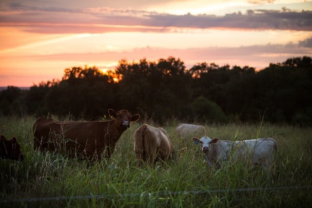 Australian Beef and Dorper Lamb | TruBeef Organic Grass-Fed Beef and L