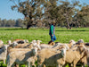 australian-lamb-pasture-raised-non-gmo-project-lamb